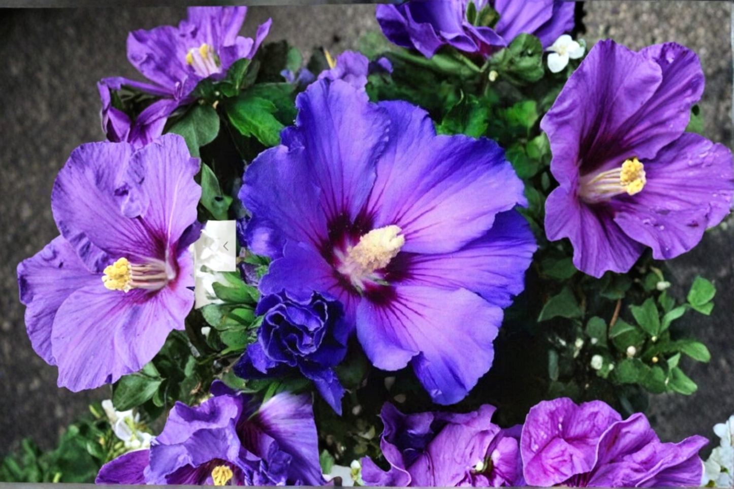 Purple Giant Hibiscus Seeds – Tropical Flowering Plant for Indoor & Outdoor Gardens, Hibiscus spp.