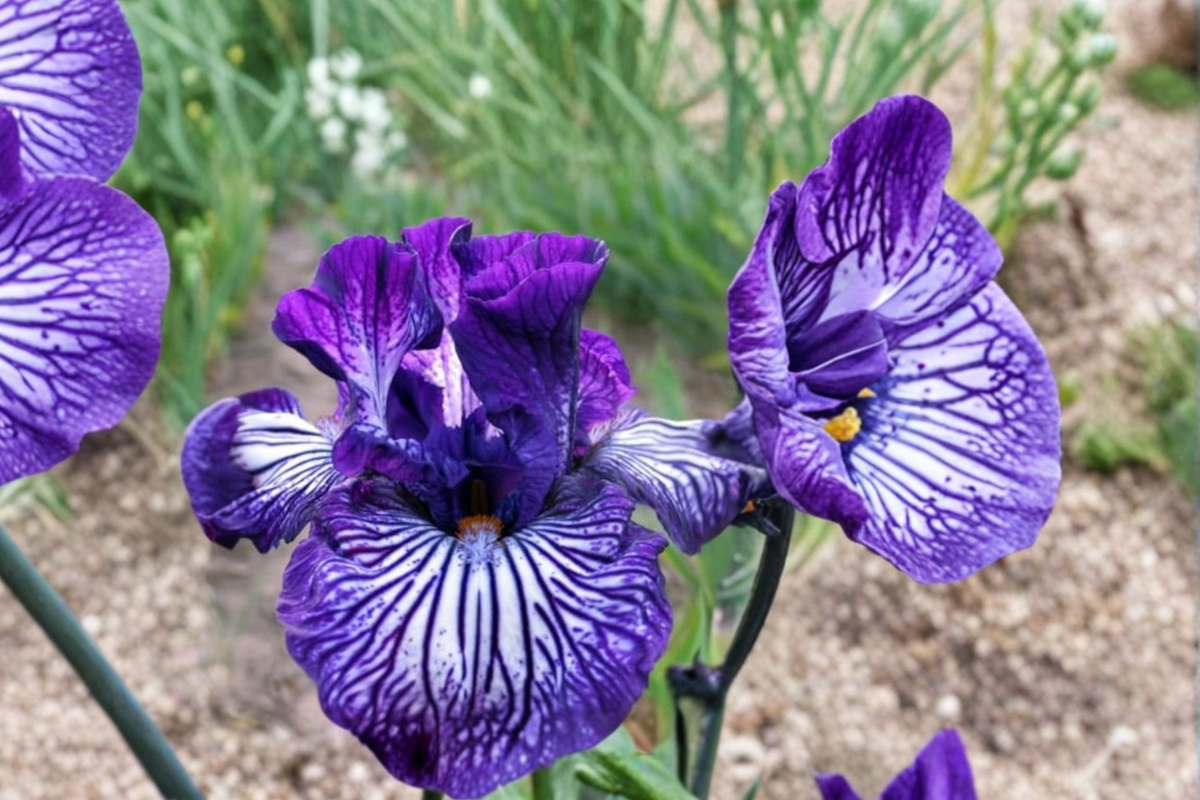 Bearded Iris ‘Line Drive’ Rhizome 3 Pack | Spring Flowering Perennial Bulbs for Garden Borders & Landscaping