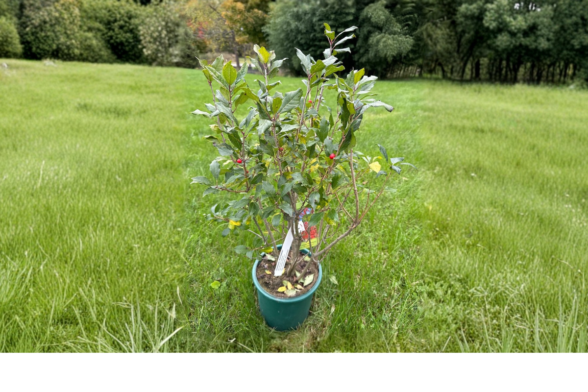 Dwarf Winterberry ‘Kennebago’ Live Plant 2 Gallon Ilex verticillata Red Berry Shrub for Winter Garden