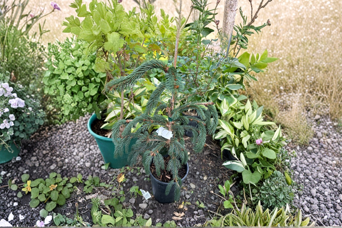 Weeping Blue Norway Spruce Live Plant 12 Inch Blue Evergreen Conifer Picea abies ‘Weeping Blue’ in 1-Gallon Pot