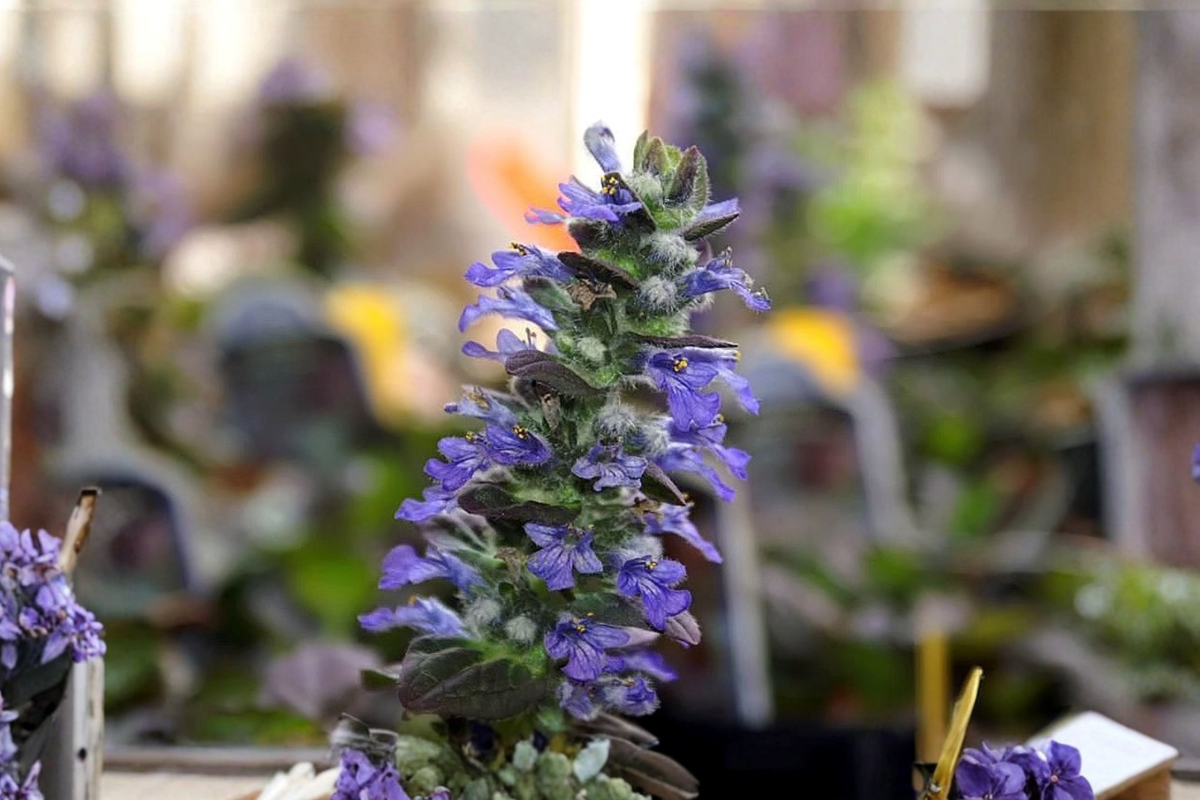 Ajuga Burgundy Glow Live Plants, 1 Qt Pots, Variegated Ground Cover, Perennial, Ajuga reptans 'Burgundy Glow'