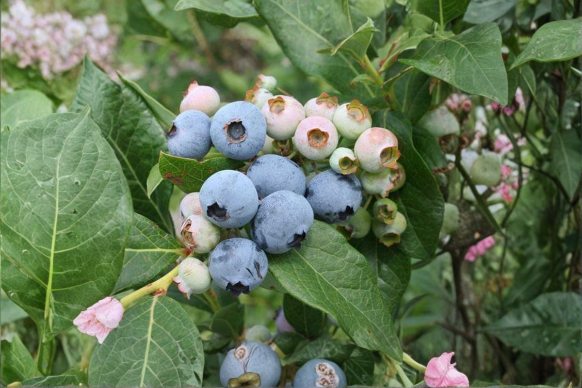 Razz Blueberry Live Plant in 1 Gallon Pot, Edible Berry Bush, Vaccinium spp., Fruiting Shrub for Garden & Container Planting