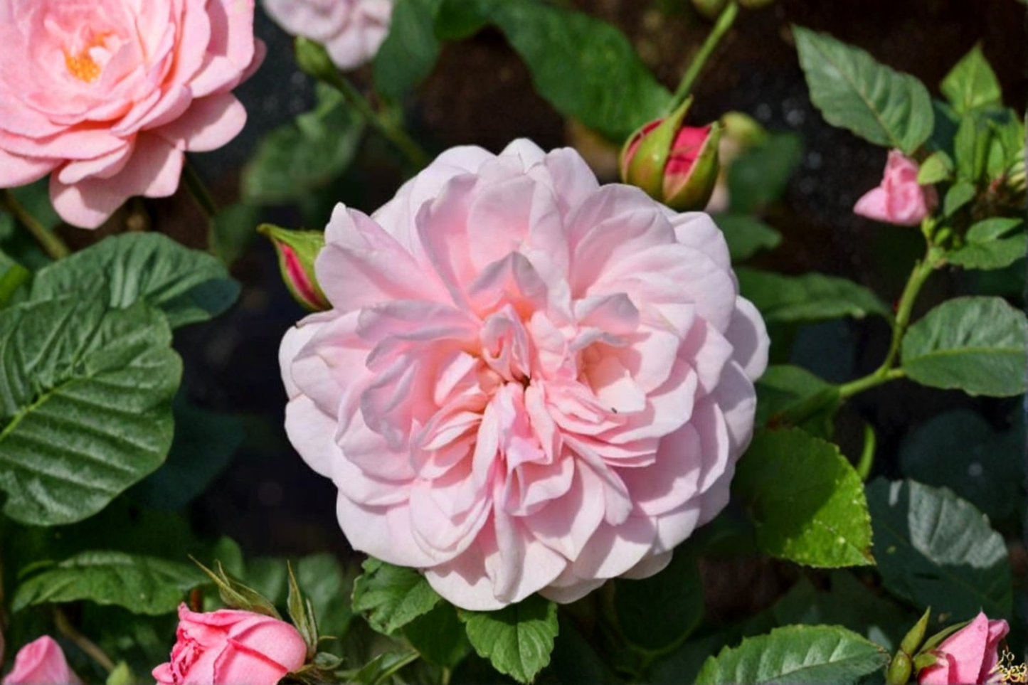 English Baby Pink Rose Seeds – Flower Bush, Ornamental Garden Rose, Rosa spp.