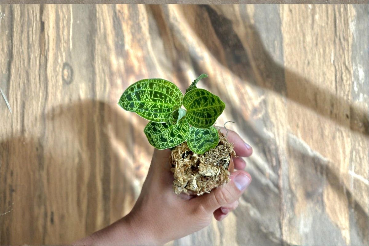 Ludisia V. Nigrenscens Jewel Orchid Live Plant, Rare Indoor Houseplant, Rooted Starter in Sphagnum Moss