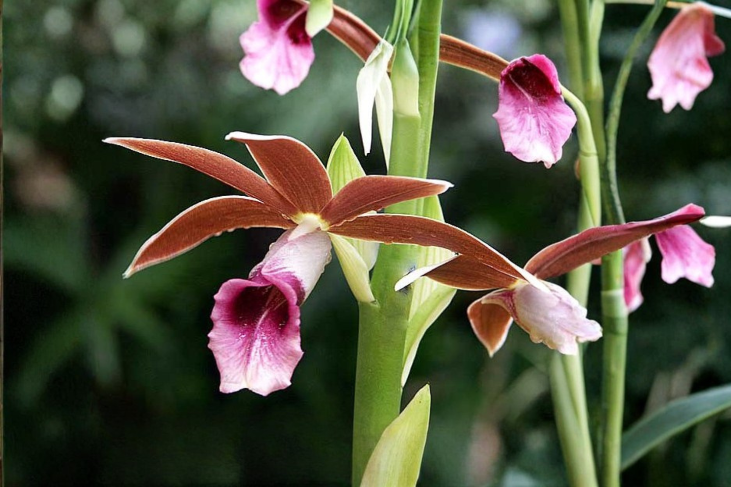 Nun Orchid Live Starter Plant – Phaius tankervilleae with 4-Inch Root Zone