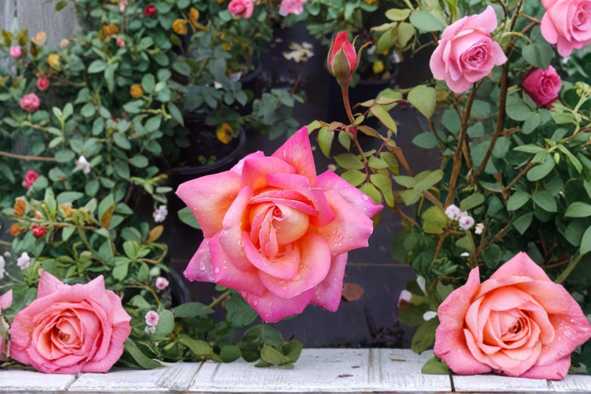 Chicago Peace Hybrid Tea Rose Live Plant – Pink Yellow Flowering Shrub in 1 Gal Container for Garden & Landscape