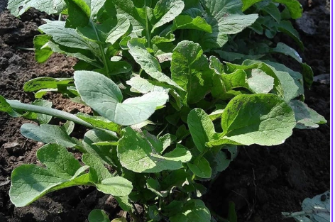Bloomsdale Spinach Seeds – 1,250 Spinacia oleracea for Leafy Green Vegetable Garden Planting