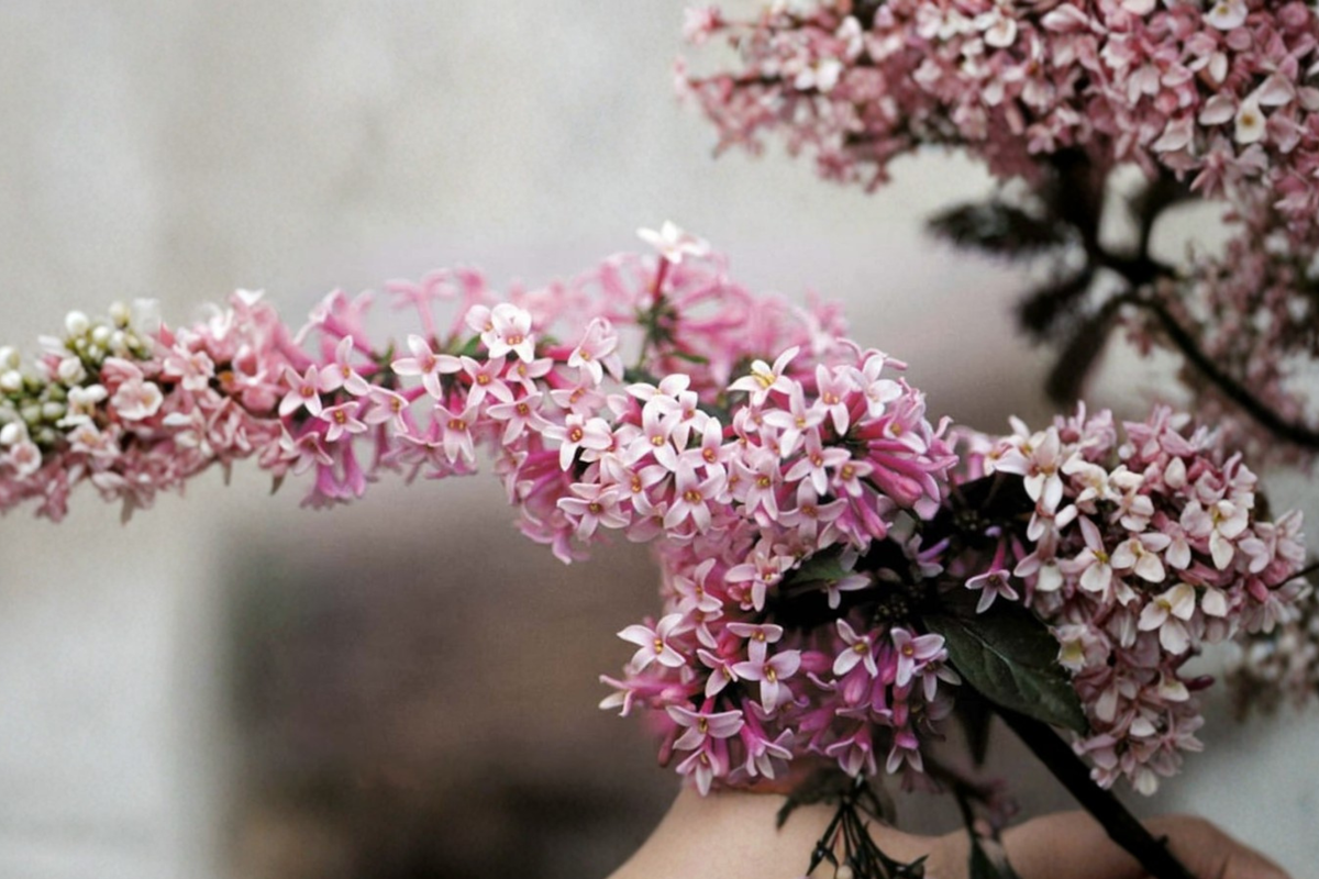 Miss Canada Lilac Live Plant 2 Gallon Pot Pink Flowering Shrub Syringa prestoniae Cold Hardy Garden Hedge