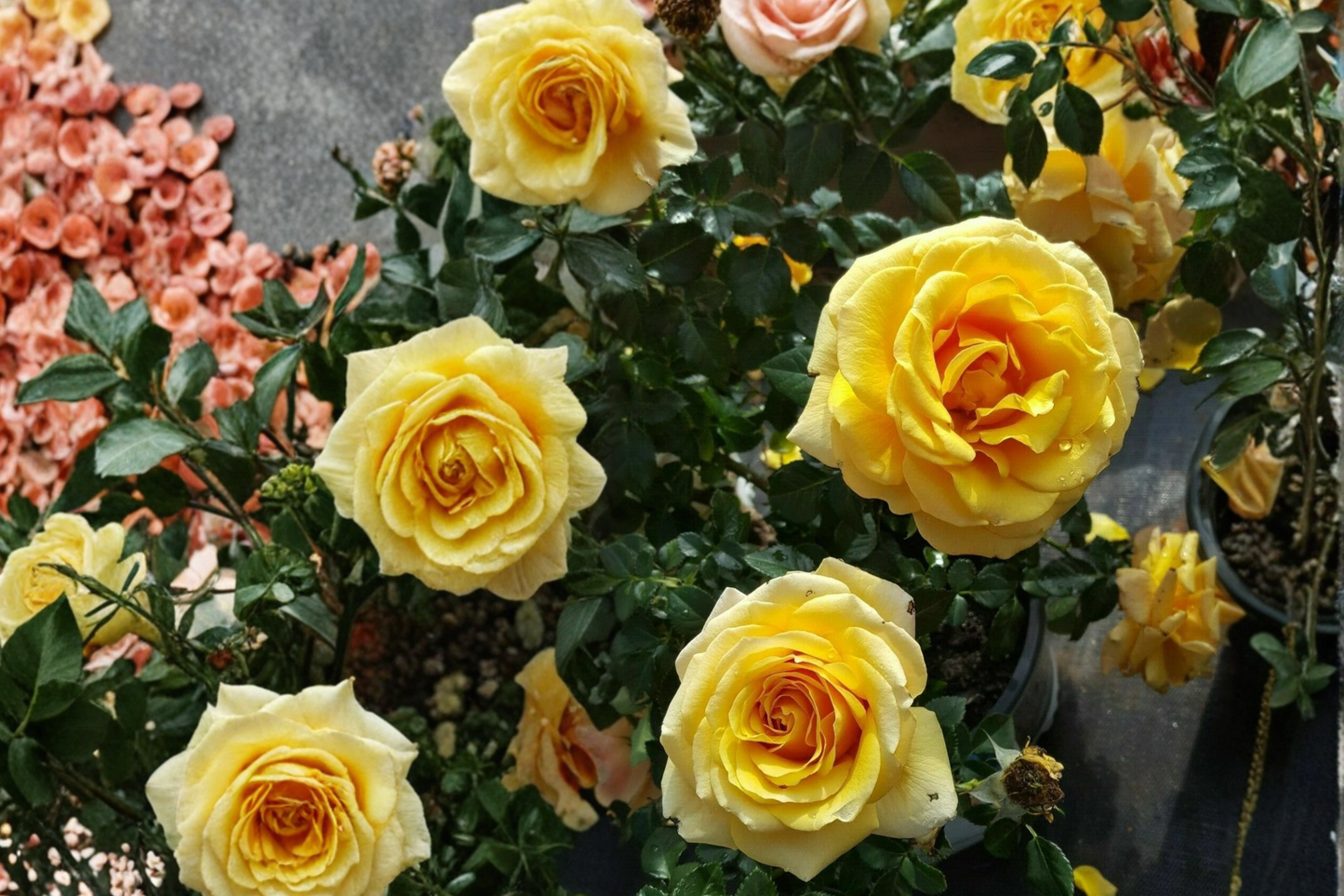 Gold Glow Rose Plant 1 Gal – Bright Yellow Hybrid Tea Rose Fragrant Flowering Bush for Garden Landscaping