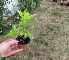 Live Lemon Tree Rooted Cutting Citrus limon for Container or Garden Growing