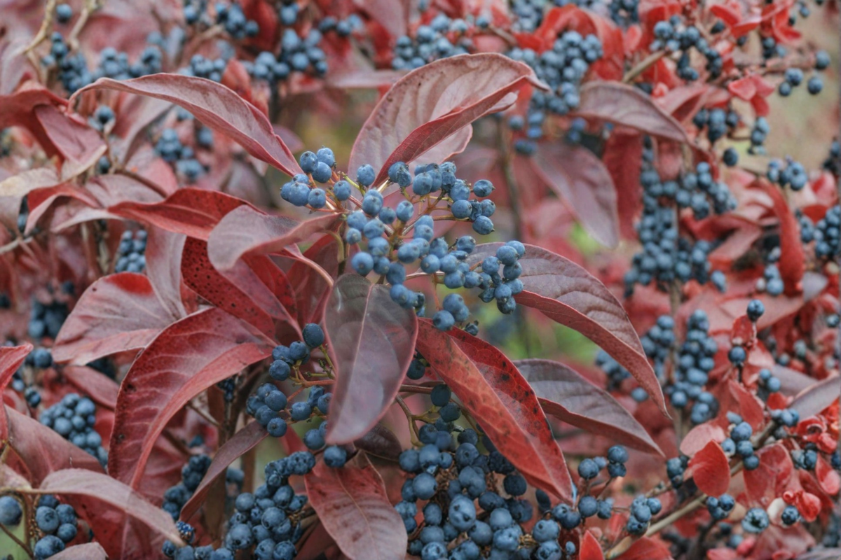 Live Plant - 1 Gallon Viburnum nudum Smooth Viburnum Native Shrub with Seasonal Berries for Garden Landscaping