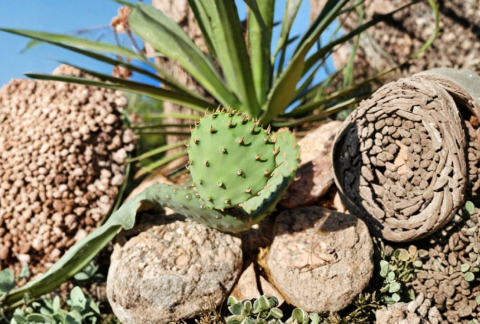 Opuntia macrorhiza Plains Prickly Pear Cactus Pad Cutting – Native, Cold-Hardy, Drought Tolerant, for Propagation & Native Gardens