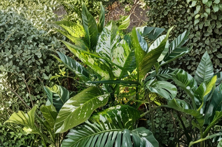 Variegated Dieffenbachia Dumb Cane Live Plant Cutting for Propagation – Indoor Houseplant, Tropical Foliage, Unrooted