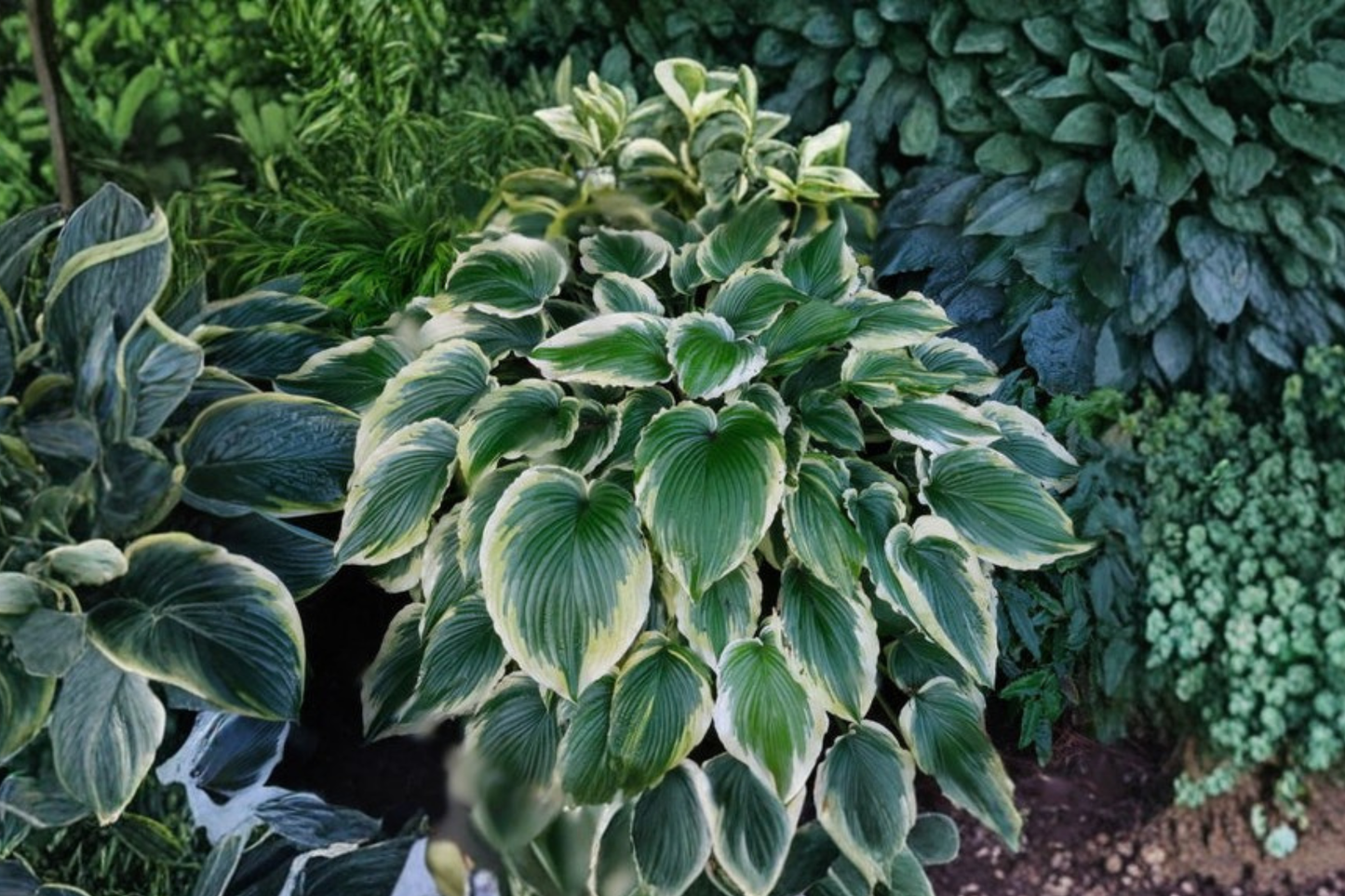 Drop Dead Gorgeous Hosta 3-Inch Pot Variegated Shade Perennial Green Yellow Foliage Plant