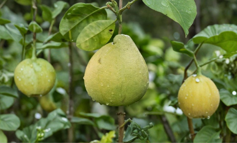 Nam Roi Sweet Pomelo Tree Cuttings – Unrooted Citrus maxima Scions for Grafting, Fruit Tree Propagation, 3 Pack