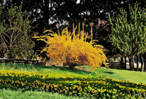 Golden Forsythia Shrub Cuttings – 20 Unrooted Propagation Cuttings for Ornamental Hedges and Borders