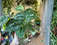 Silver Pothos Cuttings – 4 Unrooted Single Leaf Node Propagation Plants – Scindapsus pictus ‘Argyraeus’ Houseplant