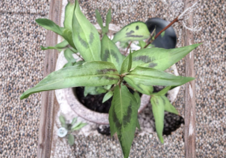 Vietnamese Coriander Rau Ram Live Plants – 8 Rooted Herb Plants for Garden, Container, or Raised Bed – Persicaria odorata