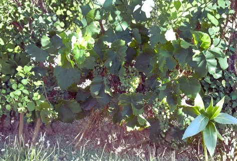 Thompson Seedless Grape Vine Cuttings – 4 Unrooted Green Fruit Vines for Propagation & Home Garden Growing