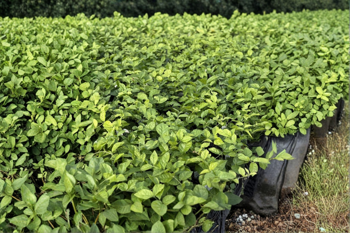 Arabian Jasmine Live Plant, 6-Inch Pot, Sambac Jasmine Flowering Plant, Indoor Outdoor Garden, Jasminum sambac