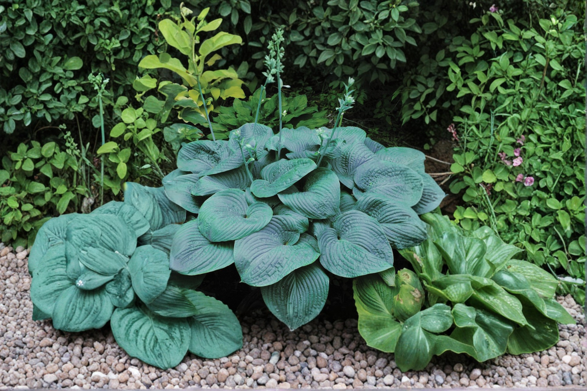 Hosta 'Halcyon' 3-Inch Pot Blue Foliage Shade Perennial Garden Starter Plant Compact Herbaceous