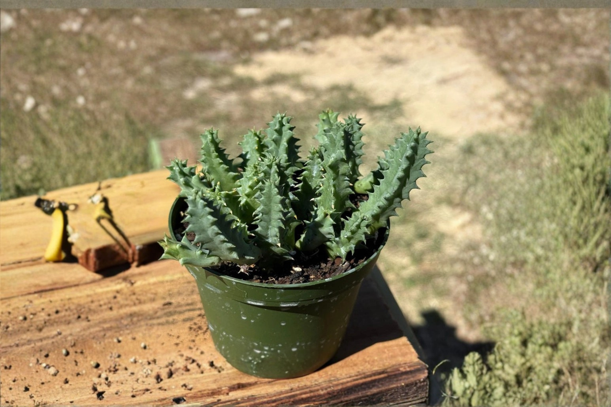 Life Saver Cactus Live Plant – Huernia Zebrina Succulent in 4 Inch Pot, Unique Indoor Desert Plant, Cactus Collector Gift