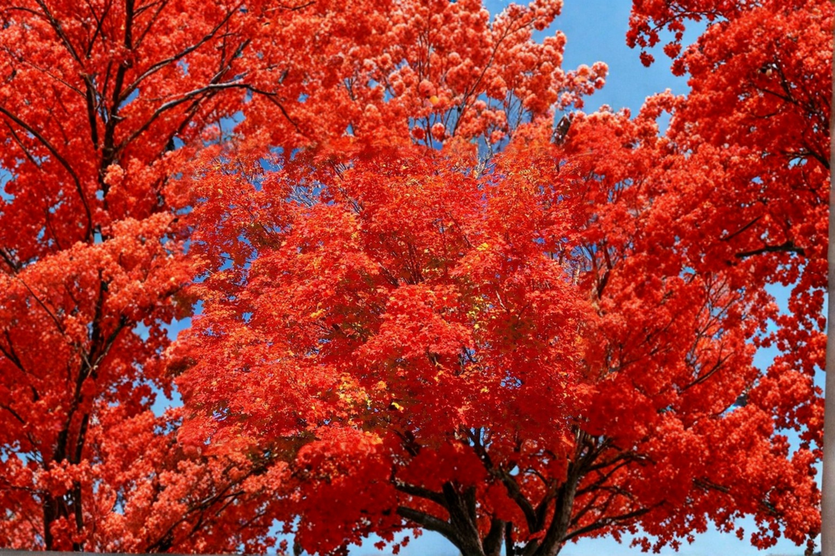 Red Maple Tree Live Plant, 1 Gallon Pot, Acer rubrum, Deciduous Shade Tree, Vibrant Fall Color