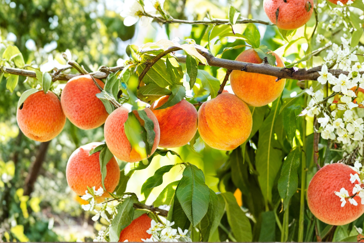 Hale Haven Peach Tree - Semi Dwarf Live Fruit Tree 3-4ft Tall, Prunus persica, Edible Yellow-Orange Fruit, Backyard Garden Plant