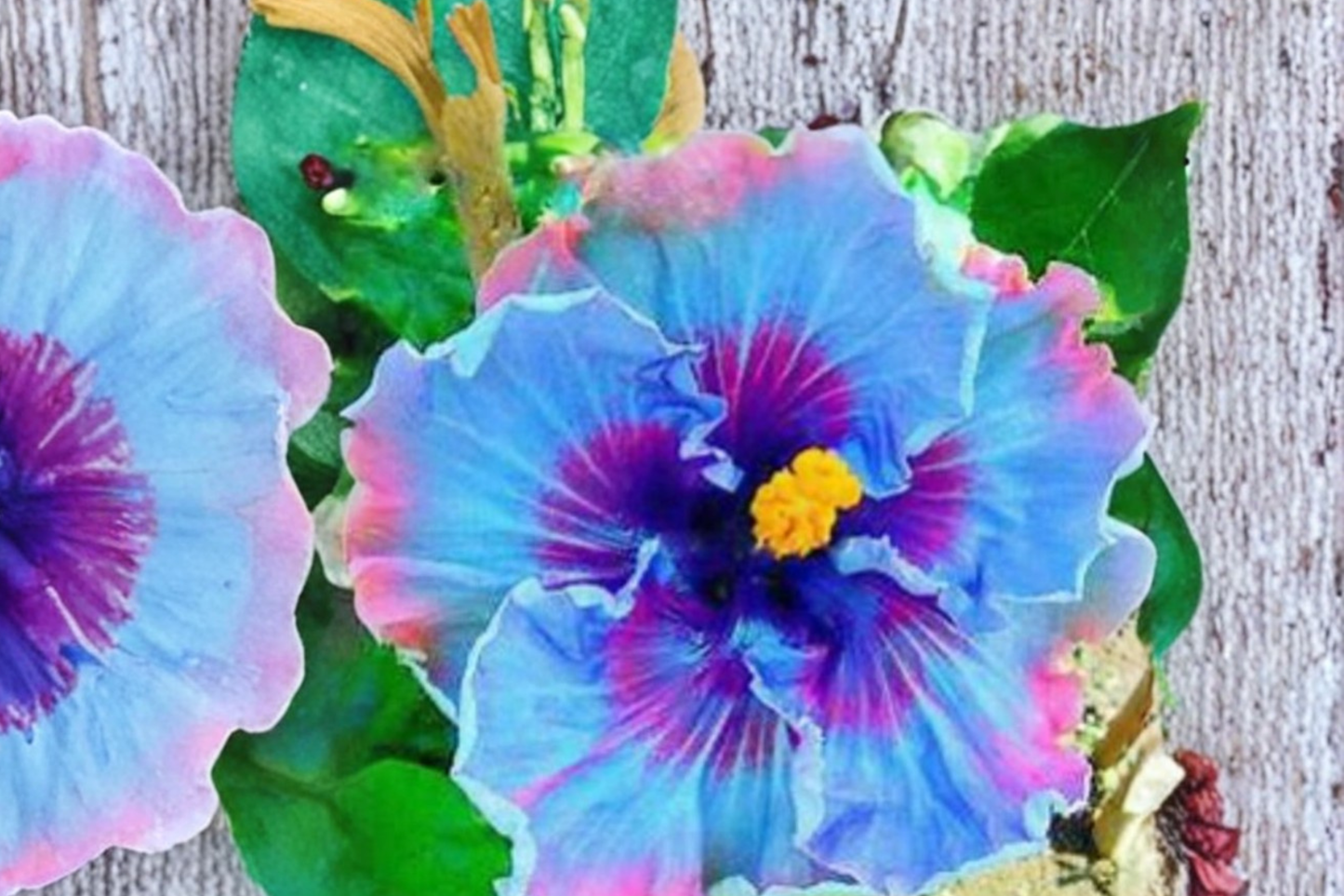 Rare Dark Purple Giant Hibiscus Seeds – Tropical Flower Plant for Indoor & Outdoor Growing, Hibiscus rosa-sinensis