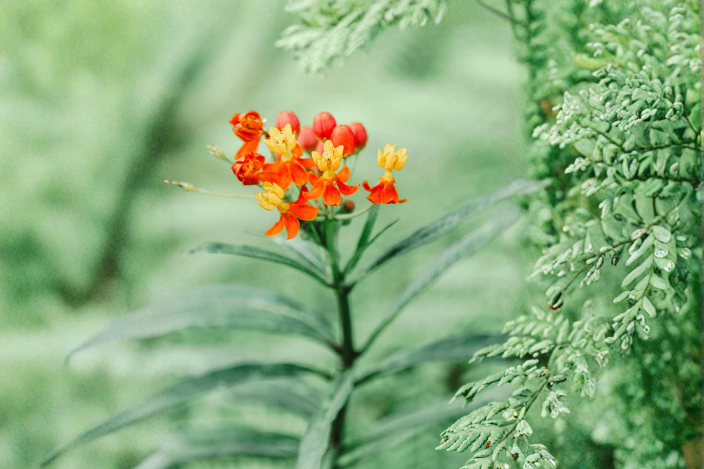 Apollo Orange Native Milkweed Live Starter Plant – Asclepias tuberosa for Pollinator Gardens