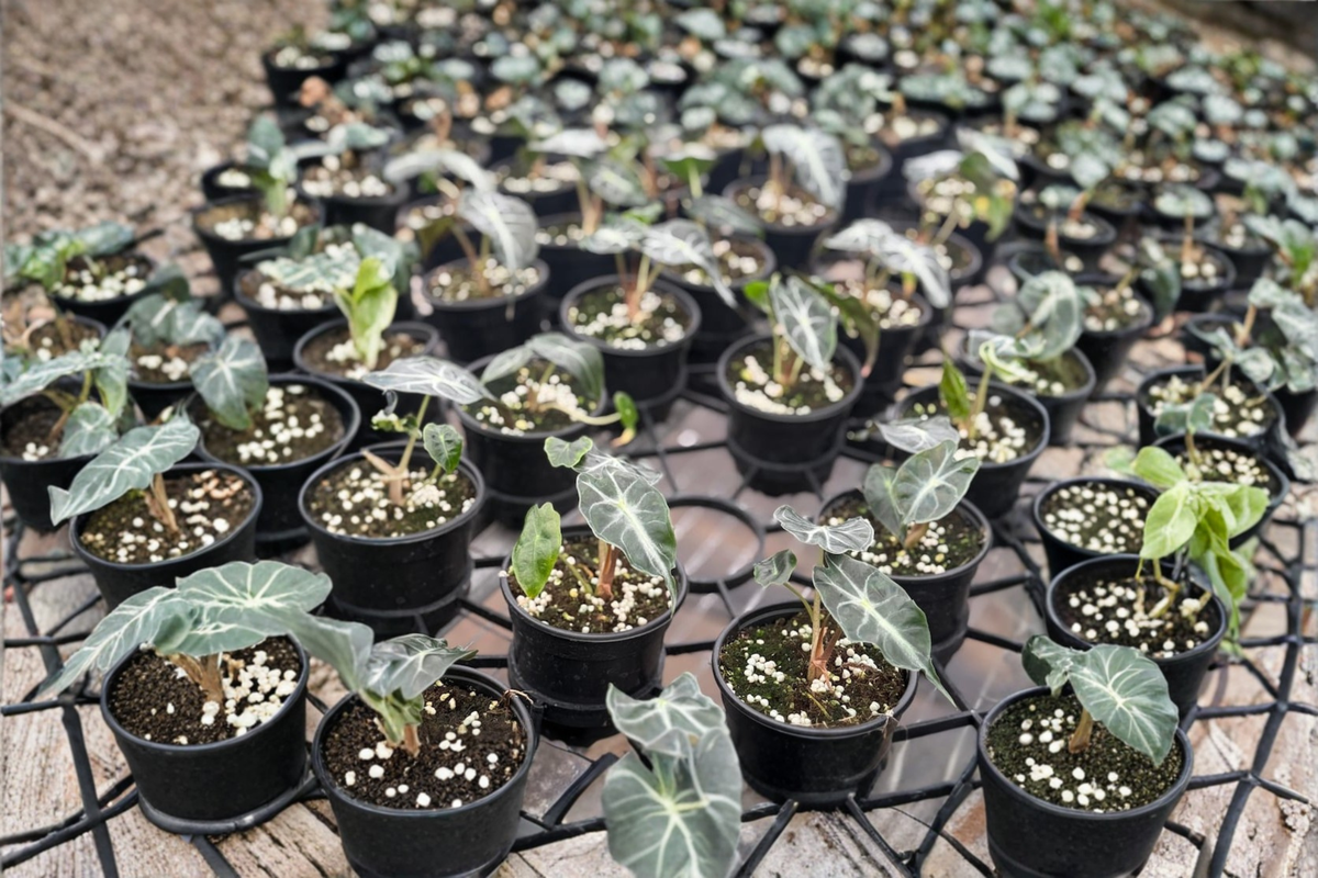 Alocasia Venom Live Plant – 4 Inch Pot Tropical Houseplant with Bold Deep Green Foliage, Indoor Decor, Rare Elephant Ear Plant
