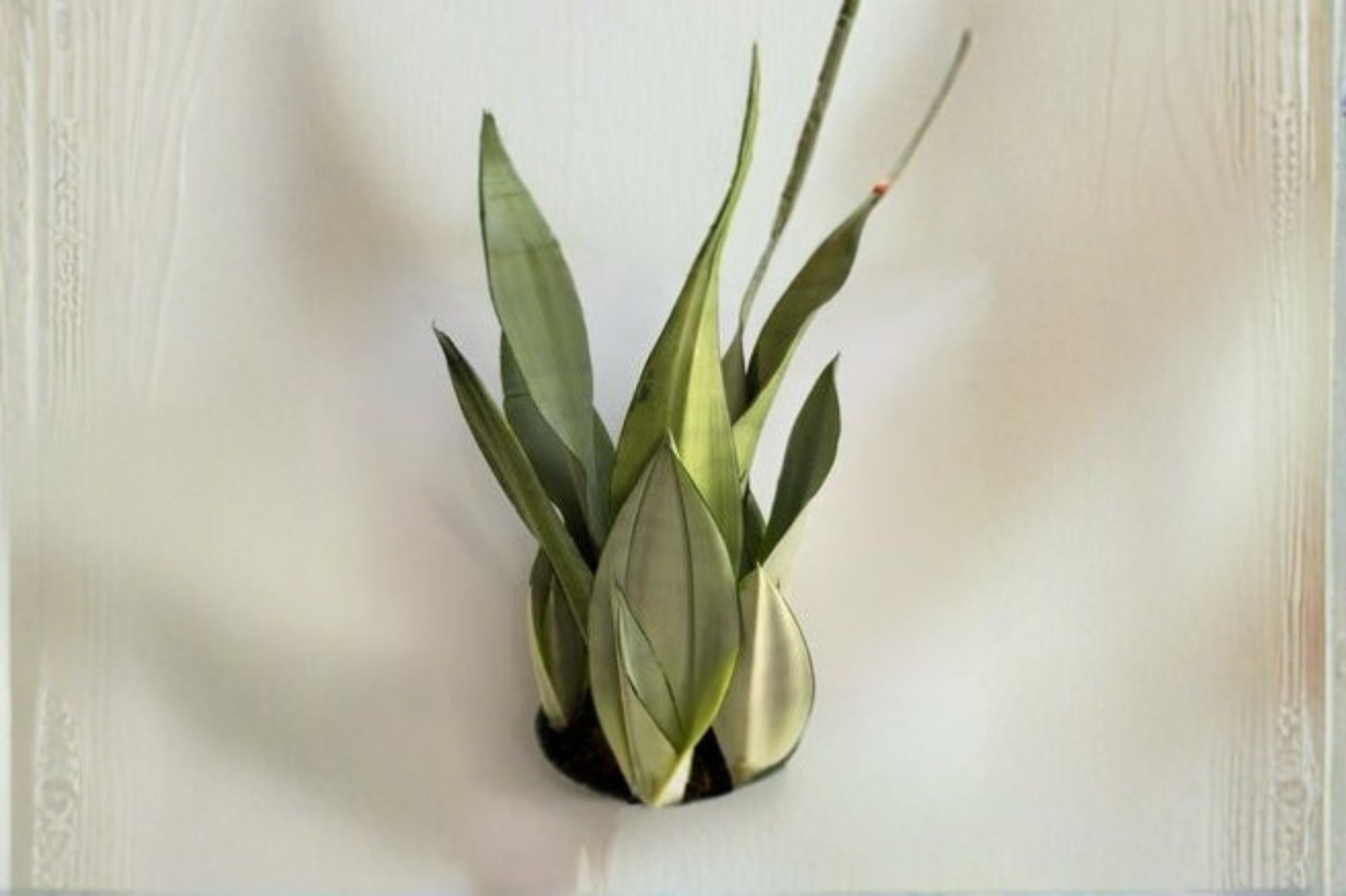Sansevieria Moonshine Snake Plant Live 4-Inch Pot | Easy Care Indoor Houseplant | Dracaena trifasciata 'Moonshine'