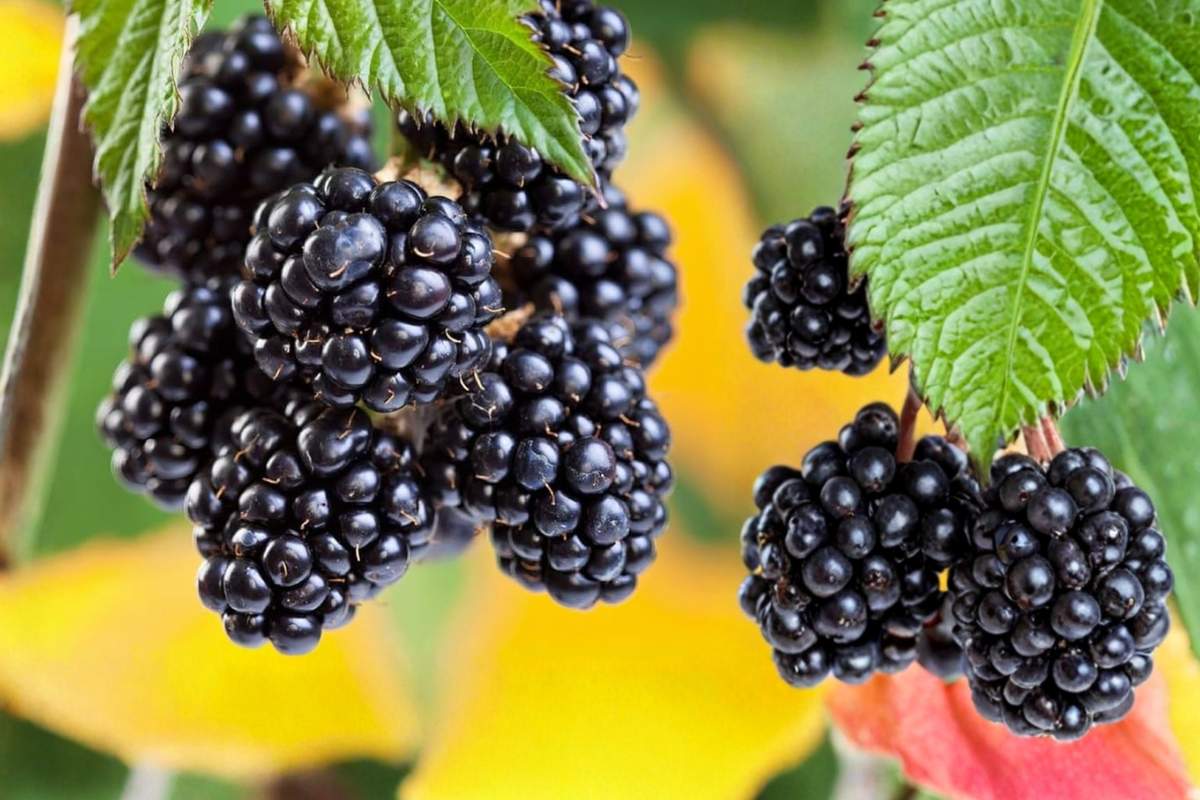 Navajo Thornless Blackberry Plant – Live 6"–3 Ft Fruit Bush for Home Garden, Thornless Blackberries, Rubus fruticosus