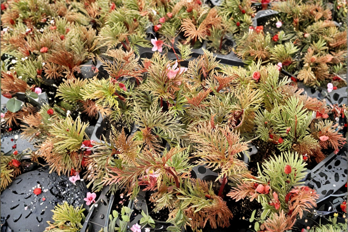 Begonia Bipinnatifida Live Plant, Fern Begonia, Tropical Indoor Houseplant, 2-Inch Pot, Rare Collector Plant