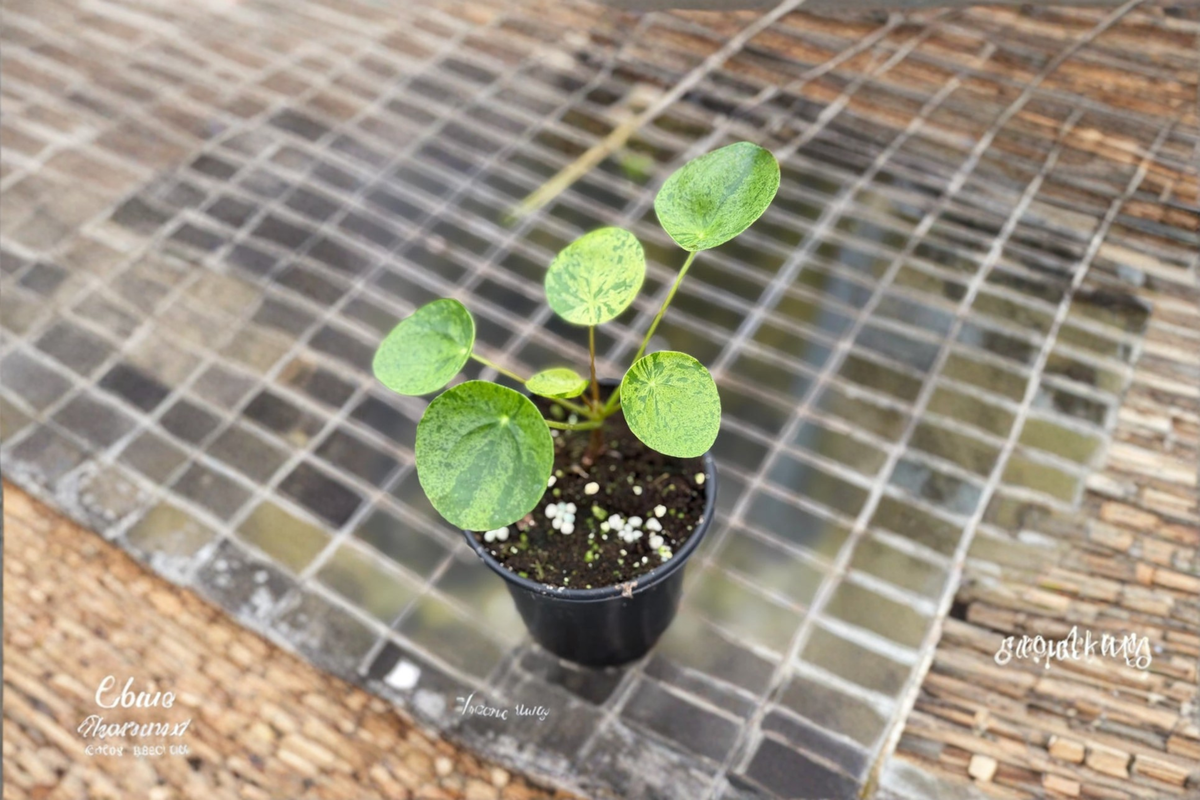 Variegated Pilea Peperomioides Live Plant, Mojito Chinese Money Plant, 2 Inch Starter, Indoor Houseplant, Green & Cream Foliage