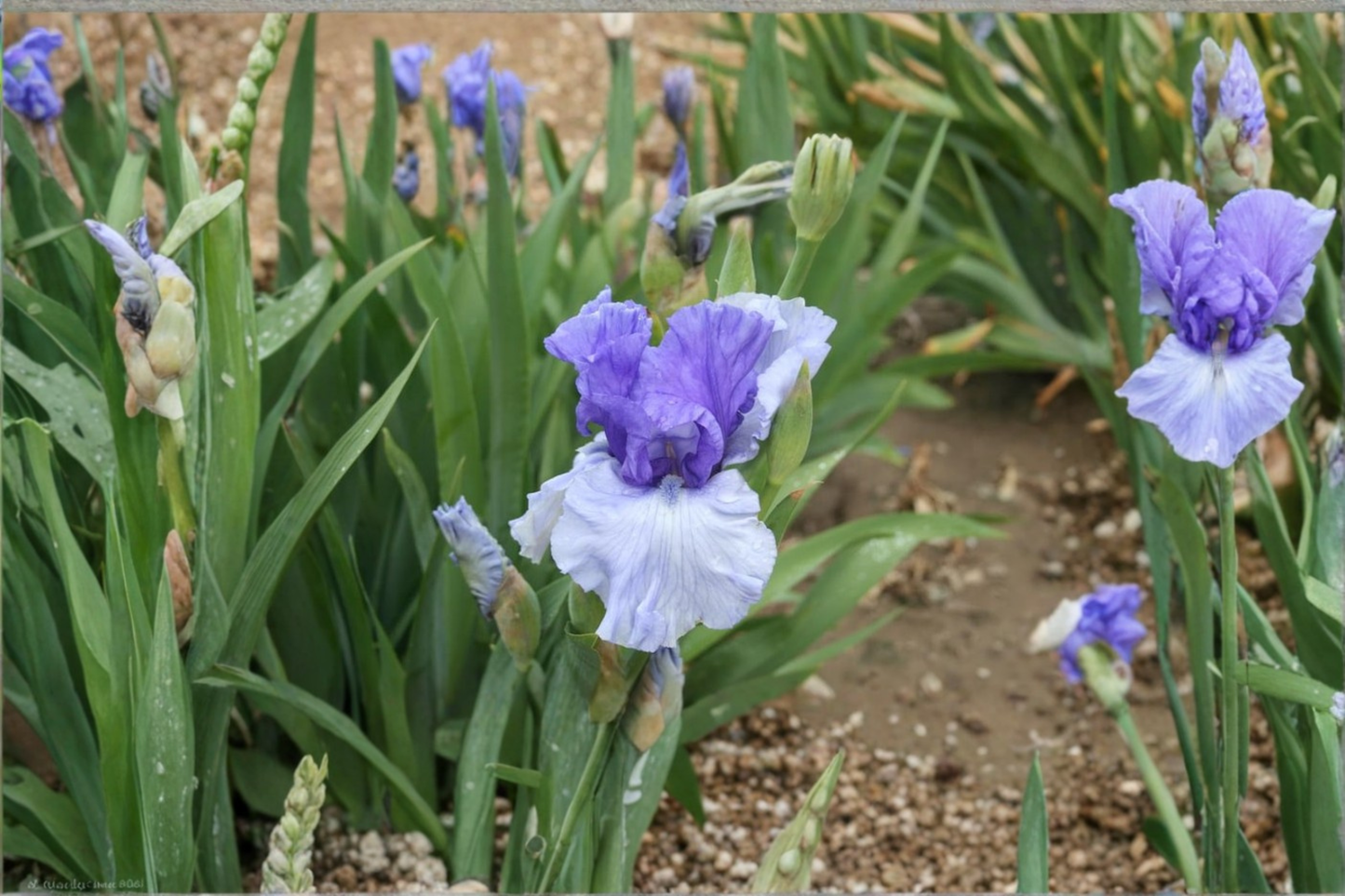 Bearded Iris Crowned Heads Rhizome 3 Pack – #1 Grade Purple Spring Flowering Perennial Bulbs