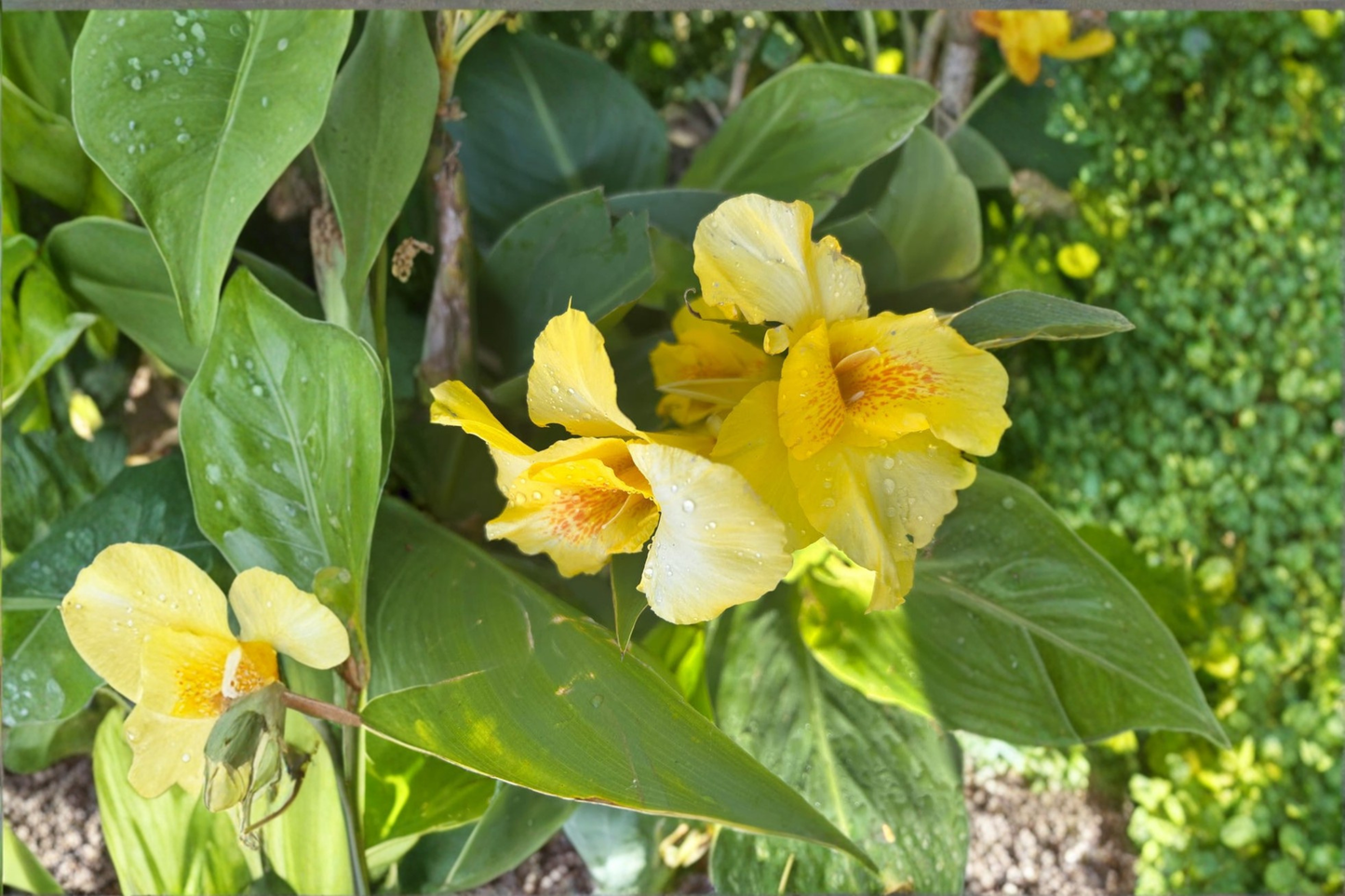 Canna Lily Bare Roots 3 Pack - Yellow Tropical Flower Bulbs - Perennial Garden Plants - Richard Wallace Canna Rhizomes