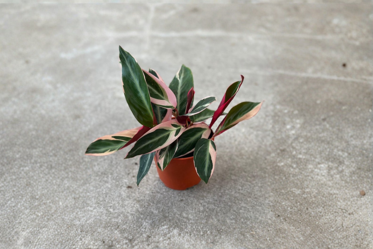 Stromanthe Triostar Live Plant – Variegated Tropical Houseplant in 2/4/6-Inch Pot, Indoor Decorative Foliage, Stromanthe sanguinea