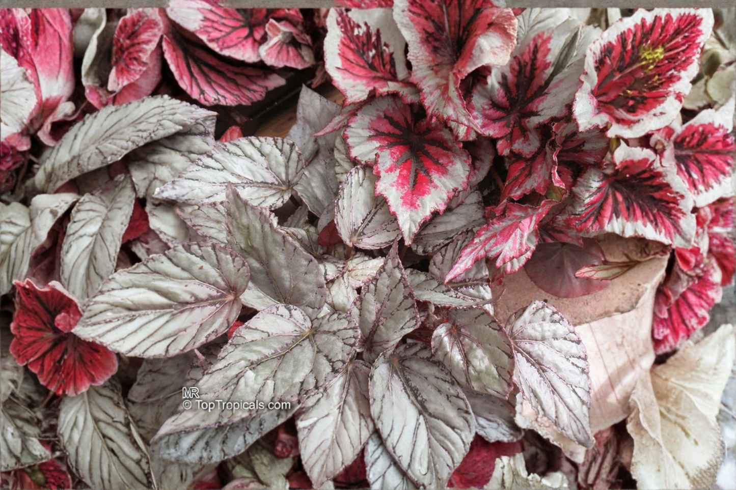 Begonia T-Rex Red Robin Live Plants | 2 Rooted Starters in 1 Qt Pots | Colorful Foliage for Shade Gardens & Containers | Begonia T-Rex 'Red Robin'