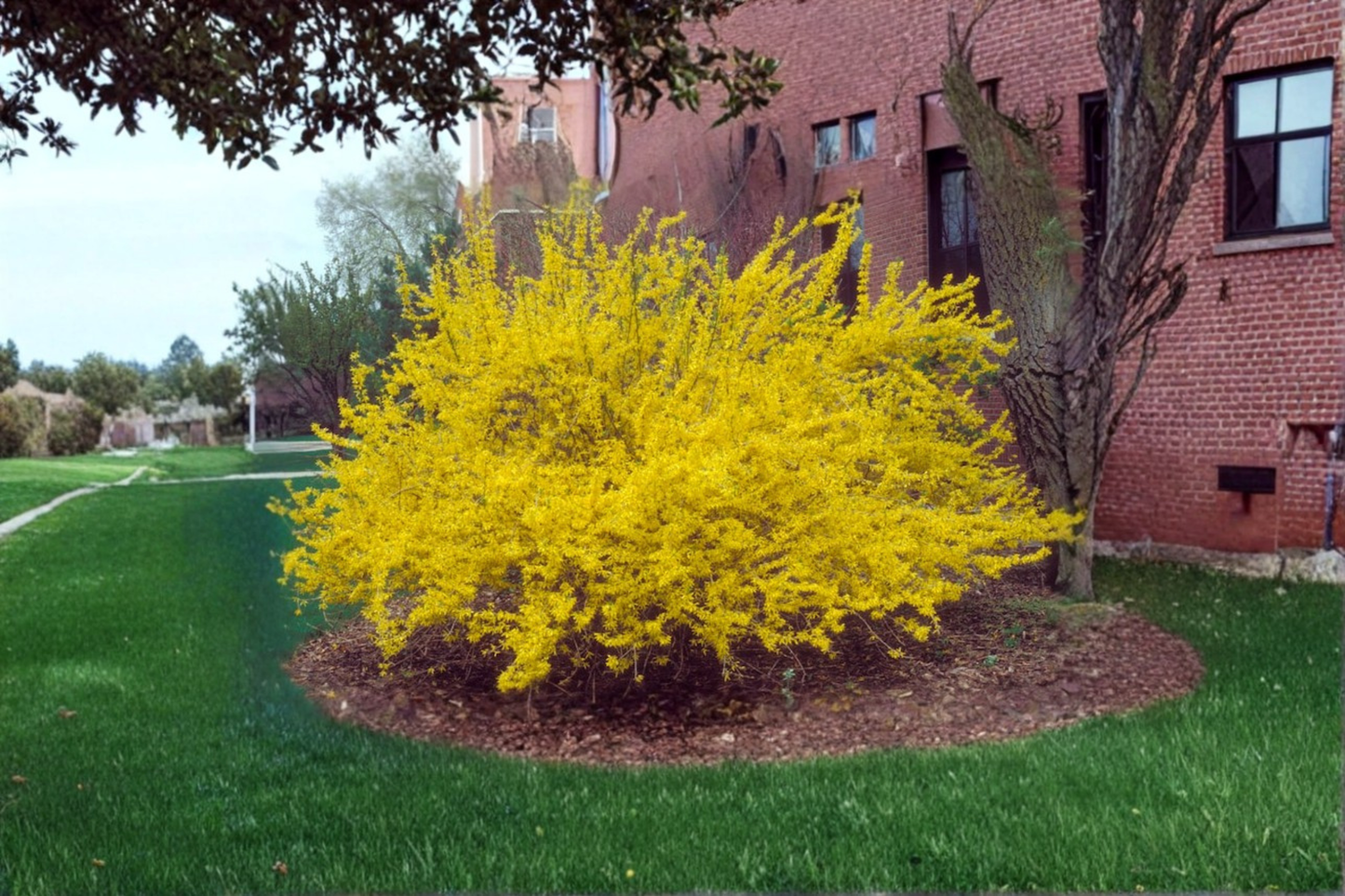 Lynwood Gold Forsythia Live Plant – 1 Gallon Pot, Bright Yellow Spring Bloom Shrub, Forsythia x intermedia for Garden Landscape