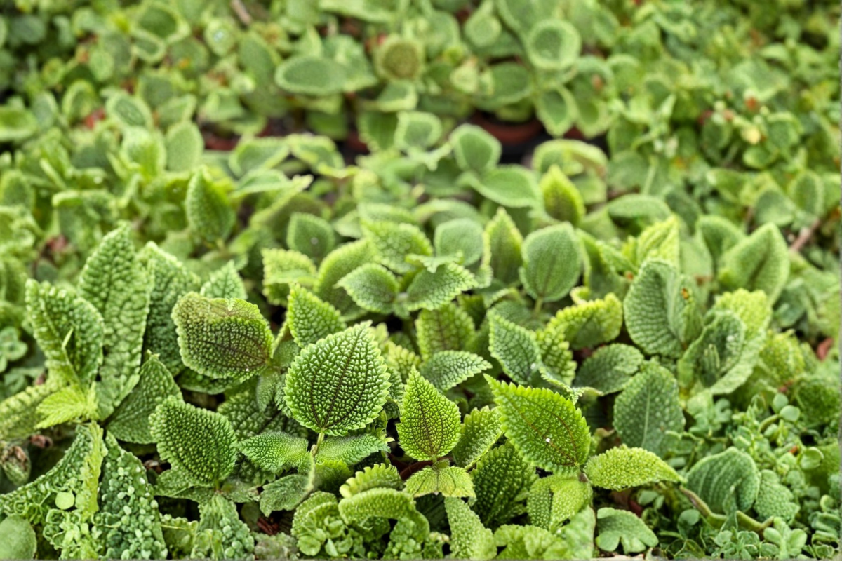 Pilea Mollis ‘Moon Valley’ Live Houseplant, 2-Inch Tropical Foliage Plant for Indoor Decor & Terrariums