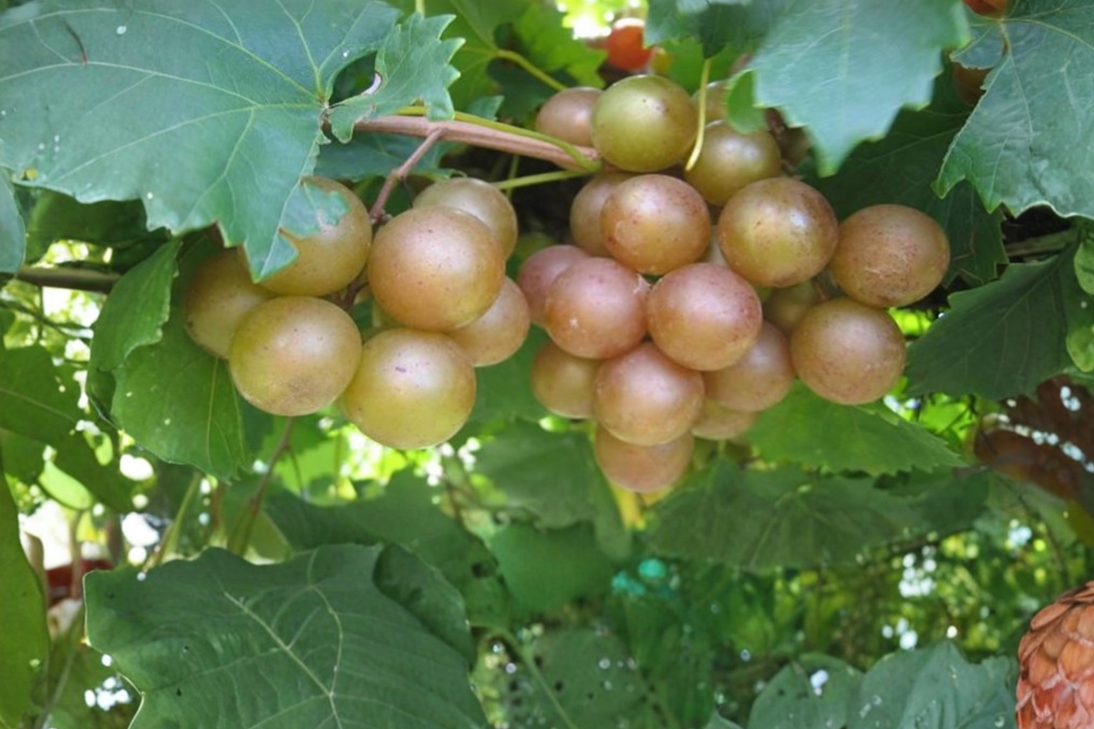 Bronze Pineapple Muscadine Grape Vine Live Plant 1 Gallon, Climbing Fruit Vine for Garden Trellis, Vineyard, Outdoor Plant