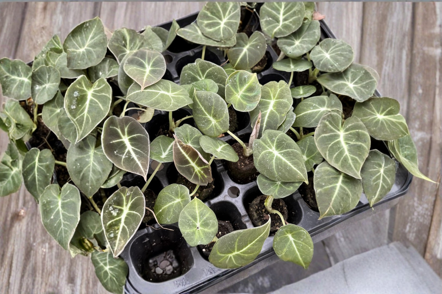 Alocasia Black Velvet Live Plant | Rooted Tropical Houseplant in 2-Inch Pot | Dark Elephant Ear with Silver Veins
