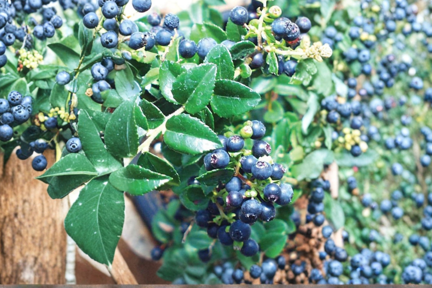 Evergreen Huckleberry Live Plant Vaccinium ovatum Native Berry Shrub for Shade Gardens & Edible Landscapes