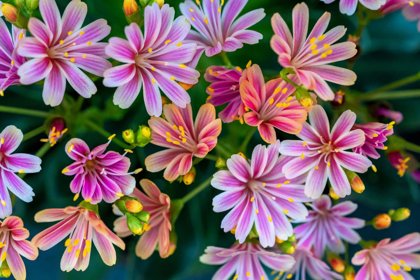 Lewisia Rainbow Mix Live Starter Plant – Hardy Succulent in 2.5 x 3.5 Inch Pot