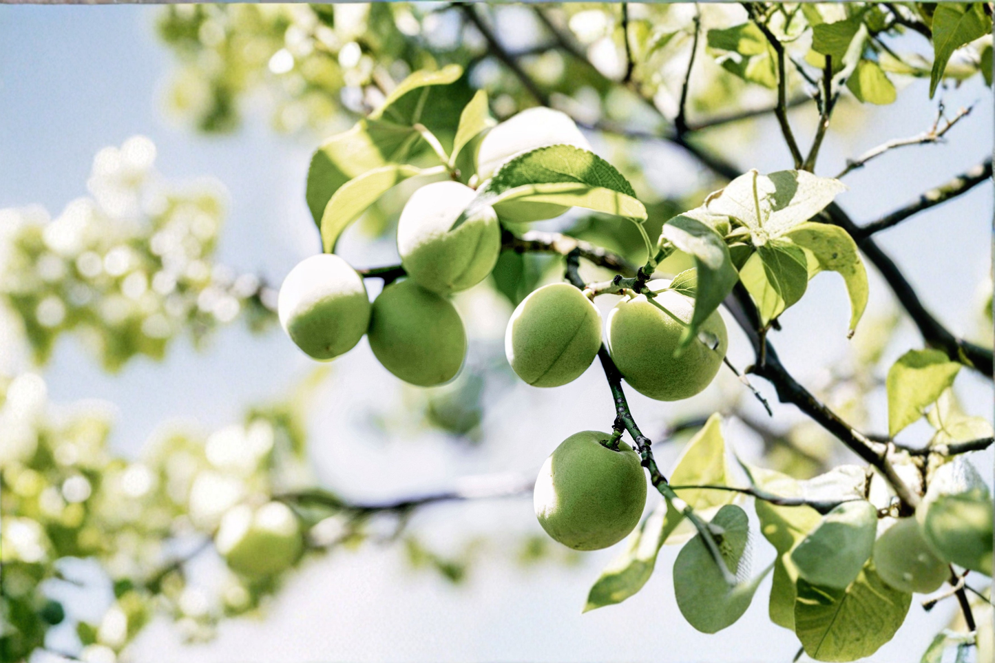 Green Gage Plum Tree Live Plant 4-6 Ft European Deciduous Fruit Tree for Garden Orchard