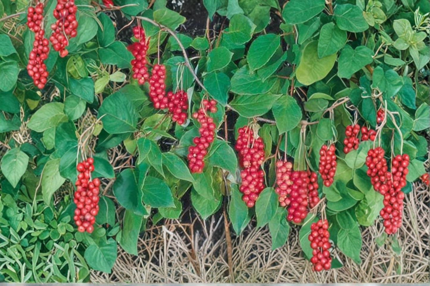 Eastern Prince Schisandra Vine Live Plant, Climbing Vine, Edible Landscape, Schisandra chinensis