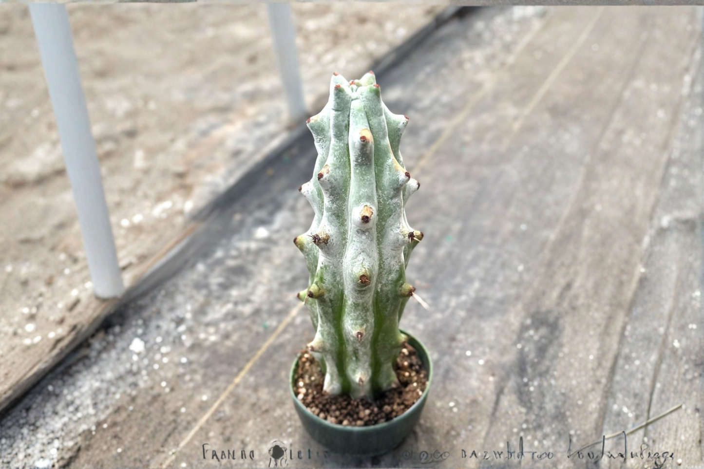 Ghost White Boobie Cactus Live Plant 4 Inch Pot | Rare Myrtillocactus Succulent for Indoor & Outdoor Decor