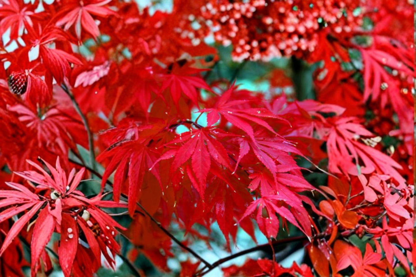Bloodgood Japanese Red Maple Seeds - Acer palmatum ‘Bloodgood’ Ornamental Tree for Bonsai & Garden, 10 Seeds