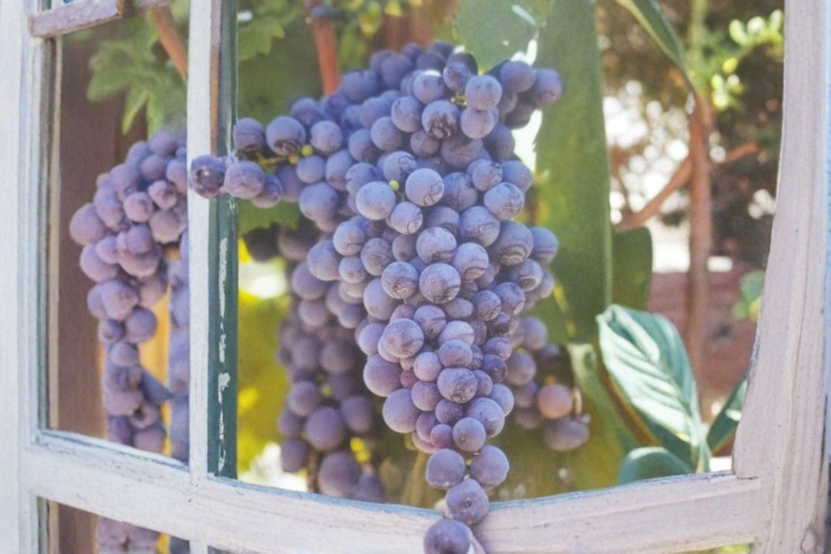 Saturn Blue Seedless Grape Vine Live Plant 1 Gallon, Climbing Fruit Vine for Garden, Vineyard, Outdoor Planting, Vitis hybrid